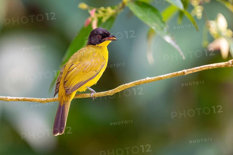 Black-capped Bulbul (Pycnonotus melanicterus) im Sinharaja Regenwald