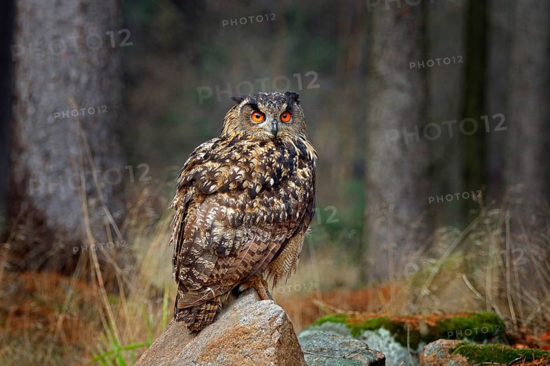 Egle owl in sunset, orange backlight in the forest. Eurasian Eagle Owl sitting on the tree stump in habitat, photo with backlight, bird action scene in the forest, Germany, Europe