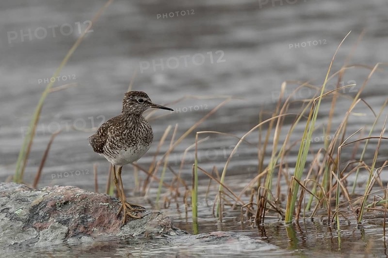 Wood Sandpiper (Tringa glareola), Dalarna, Sweden, Europe