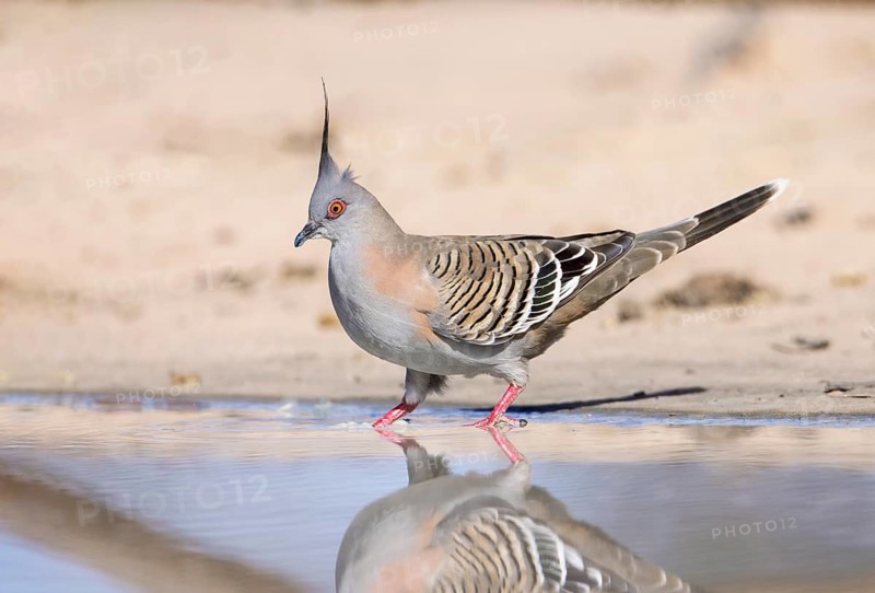 Crested Pigeon (Ocyphaps lophotes) at a waterhole, Victoria, Australia, Oceania