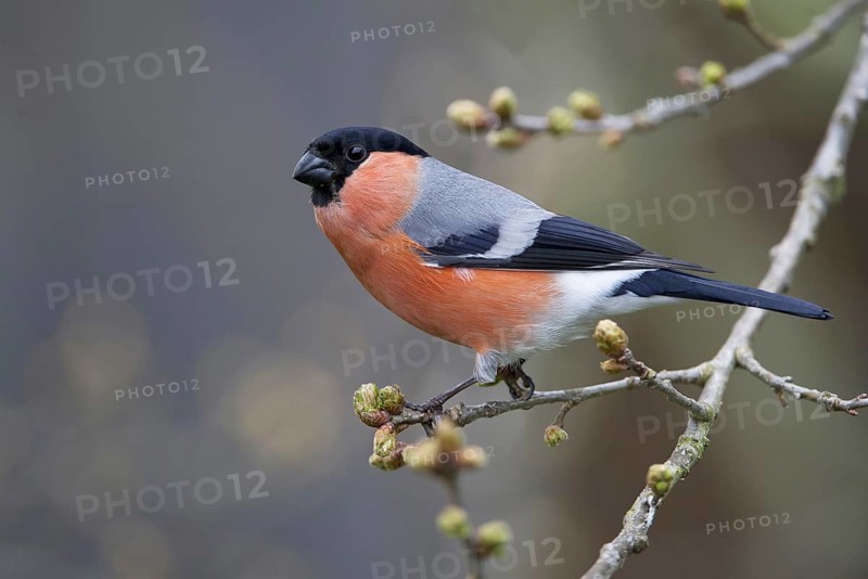 Eurasian Bullfinch (Pyrrhula pyrrhula) male, Saxony, Germany, Europe