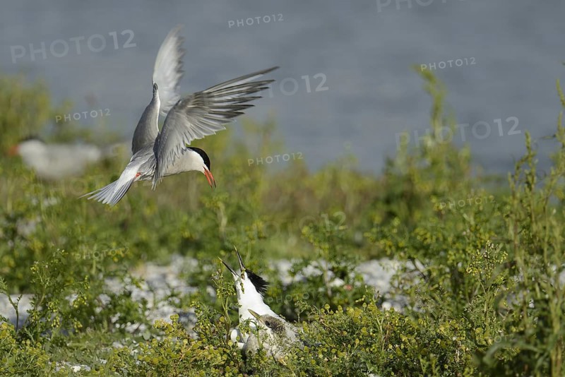 Common Tern & Sandwich Tern (Sterna hirundo & Thalasseus sandvicensis), Texel, Niederlande