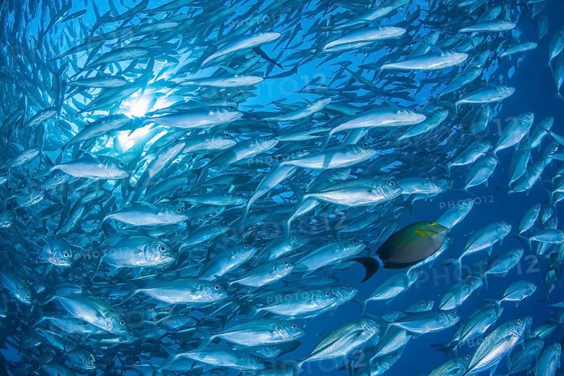 Großaugen-Stachelmakrele, Caranx sexfasciatus, Gelbmasken-Doktor, Acanthurus xanthopterus Bigeye Trevally, Caranx sexfasciatus, Yellowfin surgeonfish, Acanthurus xanthopterus