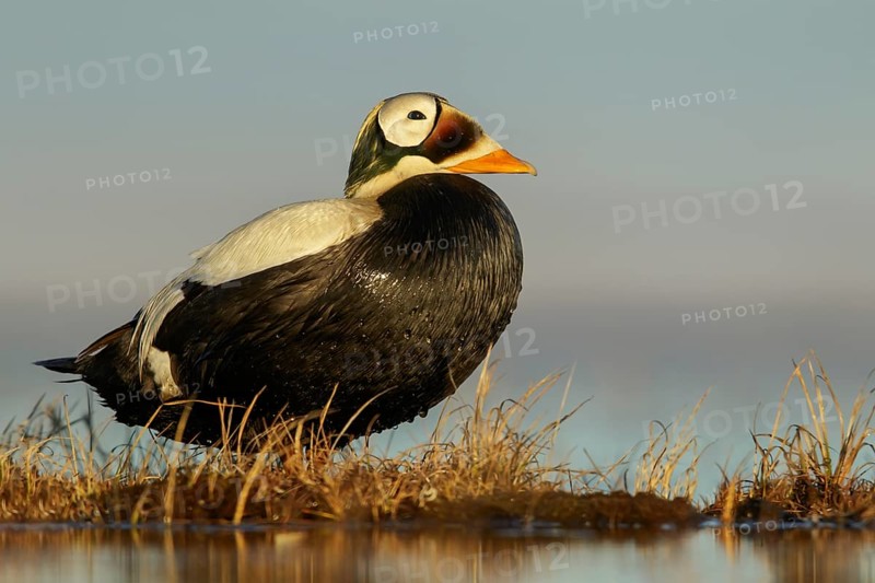 Spectacled Eider (Somateria fischeri) feeding on a small pond on the tundra in Northern Alaska