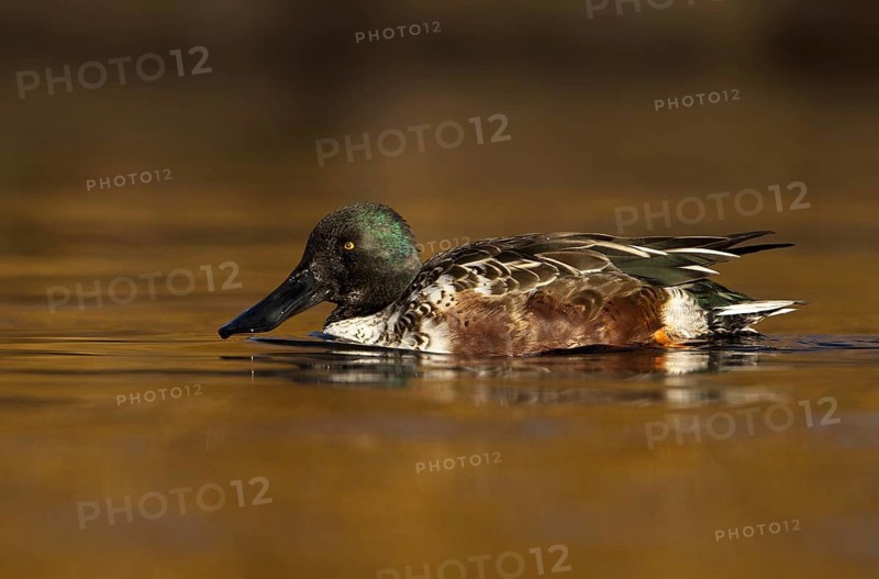 Northern Shoveler (Spatula clypeata) male, British Columbia, Canada, North America