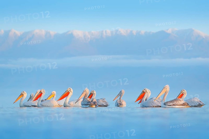 Dalmatian pelican, Pelecanus crispus, in Lake Kerkini, Greece. Palican on blue water surface. Wildlife scene from Europe nature. Bird with mountain in background