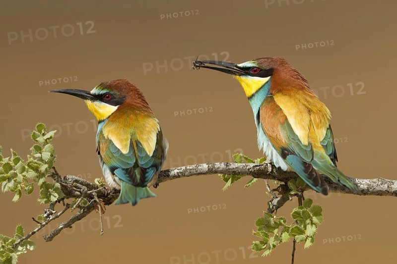 European Bee-eater (Merops apiaster), Portugal, Europe