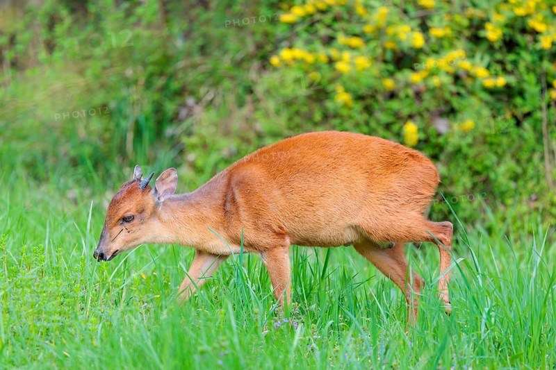 A male Red Forest Duiker (Cephalophus natalensis) stands in a green meadow, eating grass and herbs