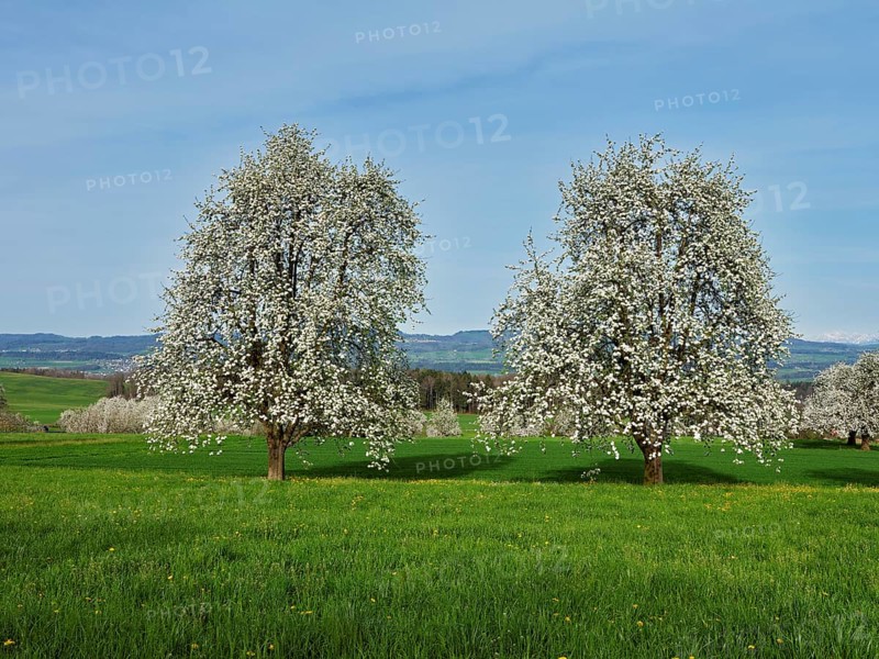 Flowering pear trees (Pyrus communis), Beinwil, Freiamt, Canton Aargau, Switzerland, Europe