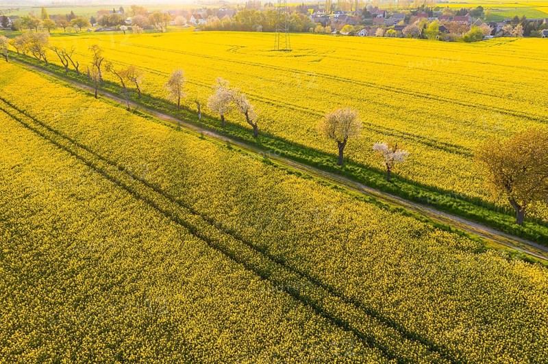 Alley with blossoming fruit trees between rape fields, aerial view in evening light, Wölkisch, Diera-Zehren, Saxony, Germany, Europe