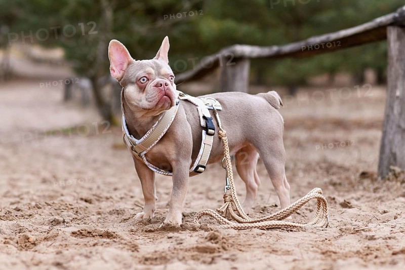 Cute New Shade Isabella orange Tan colored French Bulldog with Y shaped dog harness and leash standing in sand