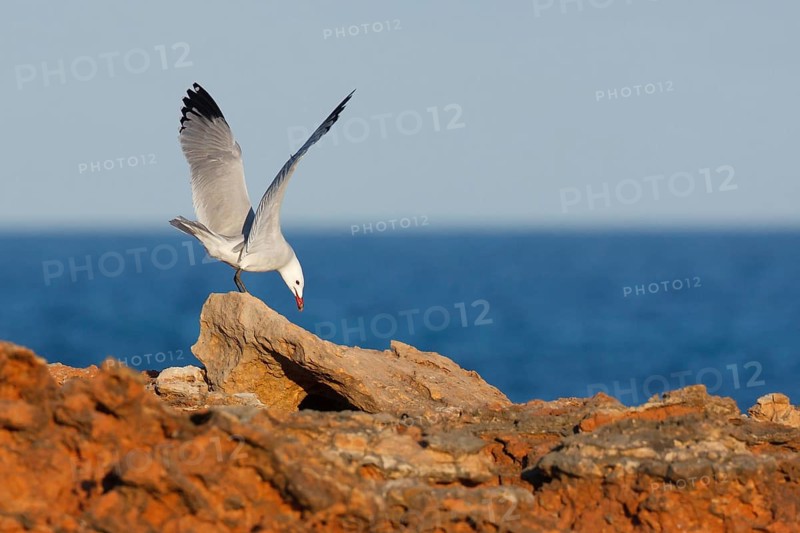 Audouin's Gull (Ichthyaetus audouinii), Mallorca, Spain, Europe