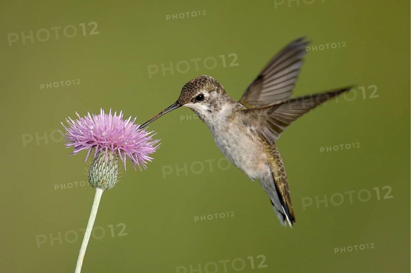 Black-chinned Hummingbird (Archilochus alexandri), Texas, USA, North America