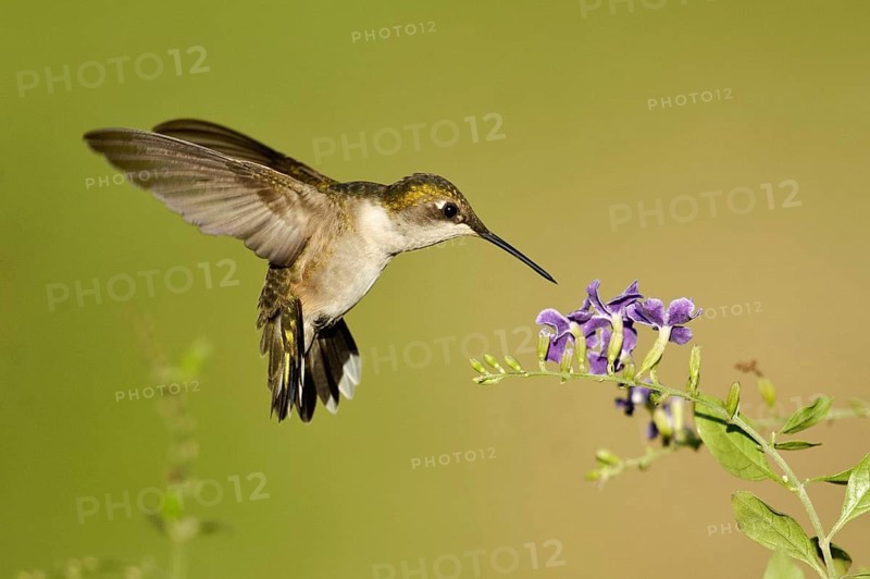 Ruby-throated Hummingbird (Archilochus colubris), Texas, USA, North America
