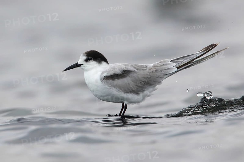 Common Tern-longipennis (Sterna hirundo longipennis), Victoria, Australia, Oceania