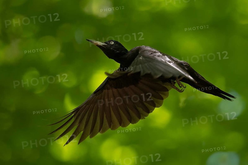 Black Woodpecker (Dryocopus martius) female flying, North Rhine-Westphalia, Germany, Europe