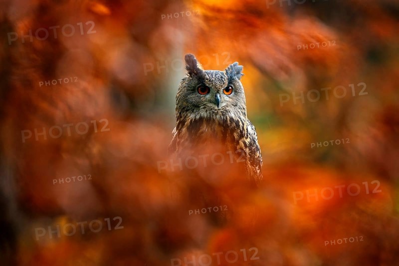 Autumn orange wildlife, detail portrait of owl in the forest. Eurasian Eagle Owl, Bubo Bubo, sitting tree trunk, wildlife fall photo in the wood with orange autumn colours, Germany. Bird habitat