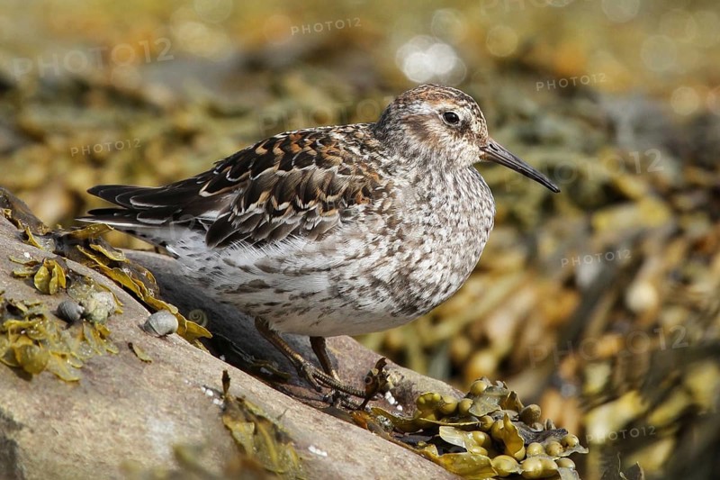 Purple Sandpiper (Calidris maritima) male, Varanger, Norway, Europe