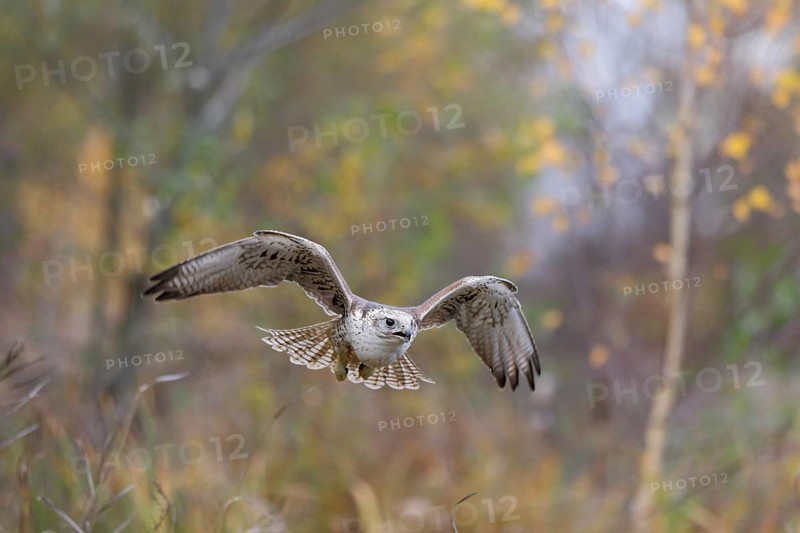 Sakerfalke, Wuergfalke, lat. Falco cherrug, im Flug von vorn mit herbstfarbener Vegetation