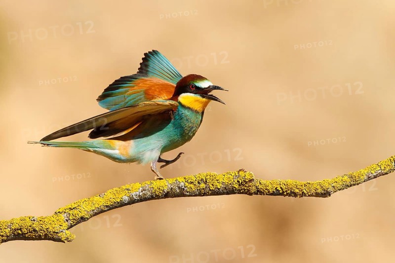 European Bee-eater (Merops apiaster), France, Europe