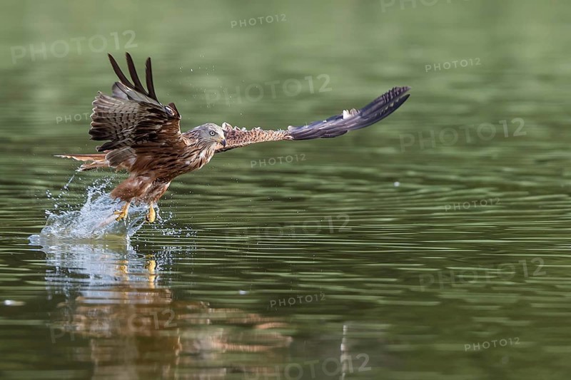Red Kite (Milvus milvus) hunting, Mecklenburg-Western Pomerania, Germany, Europe