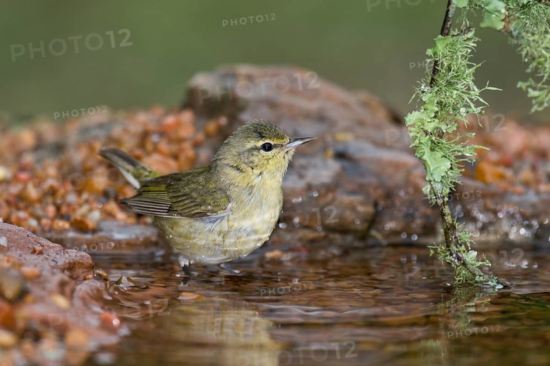 Tennessee Warbler (Leiothlypis peregrina) at a waterhole, Texas, USA, North America
