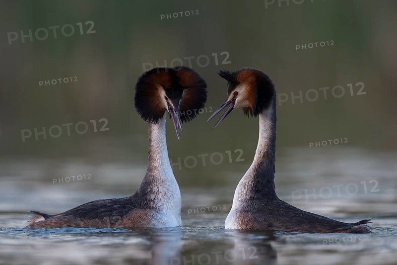 Great Crested Grebe (Podiceps cristatus) pair displaying, North Rhine-Westphalia, Germany, Europe
