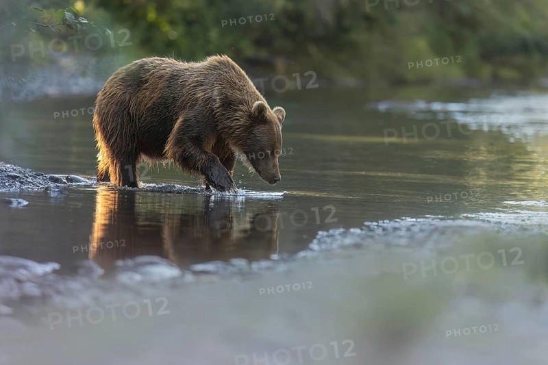 Grizzly Bear (Ursus arctos horribilis) fishing, British Columbia, Canada, North America