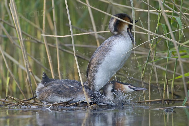 Great Crested Grebe (Podiceps cristatus), Saxony, Germany, Europe