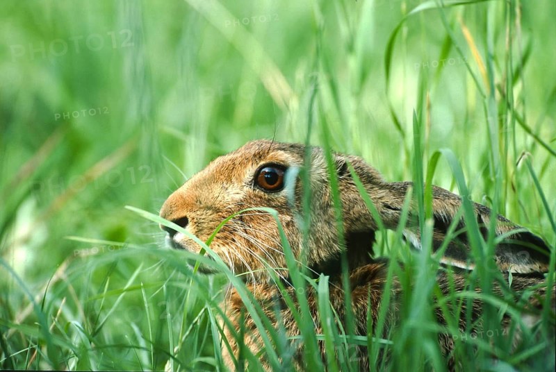 European brown hare (Lepus europaeus) sitting in its manger in a meadow, North Rhine-Westphalia, Germany, Europe