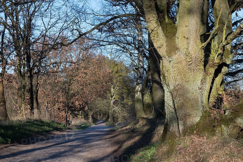 Cobbled street with old oak trees, Schorfheide, Brandenburg, Germany, Europe