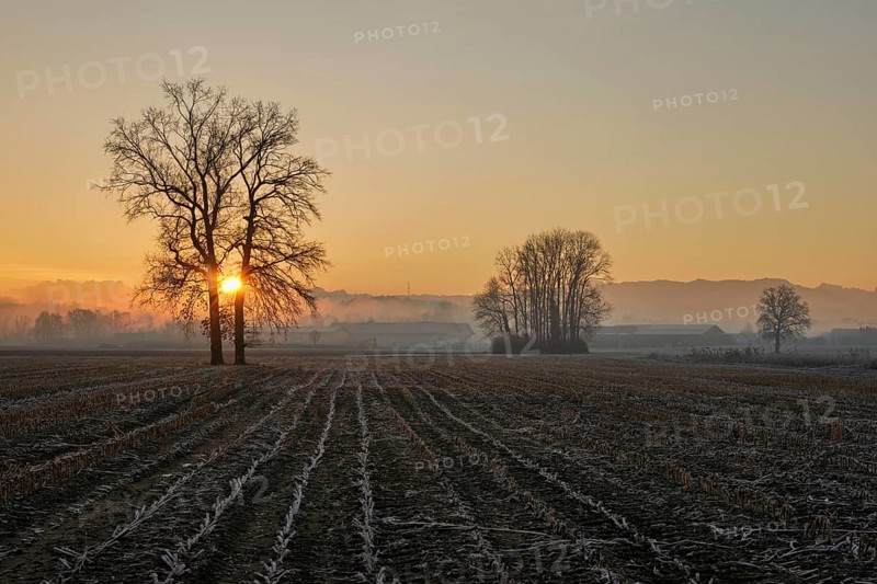 Sun shining through two English oaks (Quercus robur), Siebeneichen nature reserve, Merenschwand, Freiamt, Canton Aargau, Switzerland, Europe