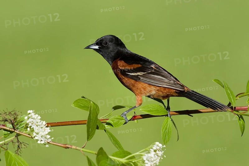 Orchard Oriole (Icterus spurius) male, Ohio, USA, North America
