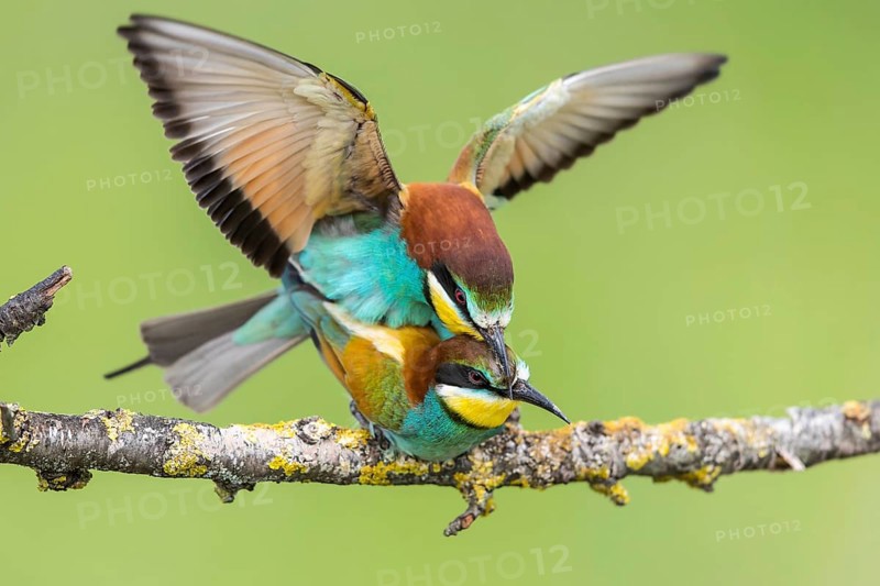 European Bee-eater (Merops apiaster) pair mating, Subotica, Serbia, Europe