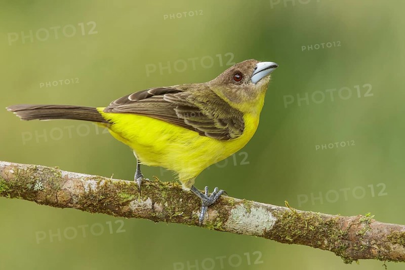 Flame-rumped Tanager (Ramphocelus flammigerus) perched on a branch in the mountains of Colombia, South America