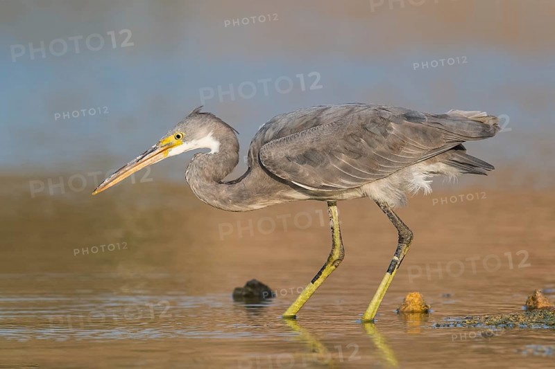 Western Reef Heron (Egretta gularis), Eilat, Israel, Asia