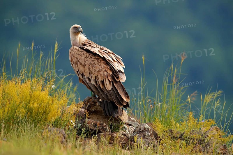 Griffon Vulture, Gyps fulvus, big birds of prey sitting on rocky mountain, nature habitat, Madzarovo, Bulgaria, Eastern Rhodopes. Wildlife from Balkan. Wildlife scene from nature. Blue flower on rock, Europe