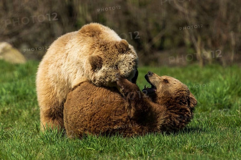 Two bears play with each other in the green grass and are on the move, brown bear (Ursus (arctos), Germany, Europe
