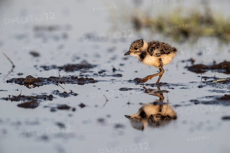 Young lapwing (Vanellus vanellus), Lower Saxony, Germany, Europe