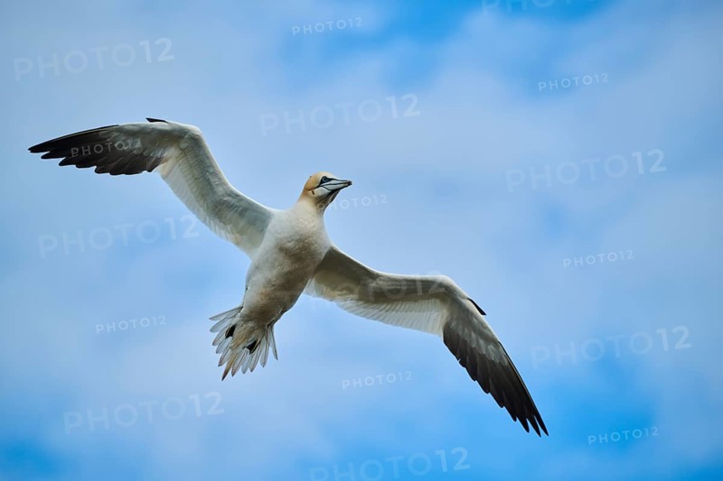 Northern gannet (Morus bassanus) flying in the sky, wildlife, Helgoland, Germany, Europe