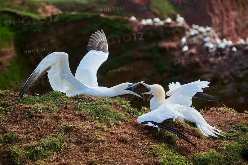 Northern gannet (Morus bassanus) arguing with each other on the ground, wildlife, Helgoland, Germany, Europe