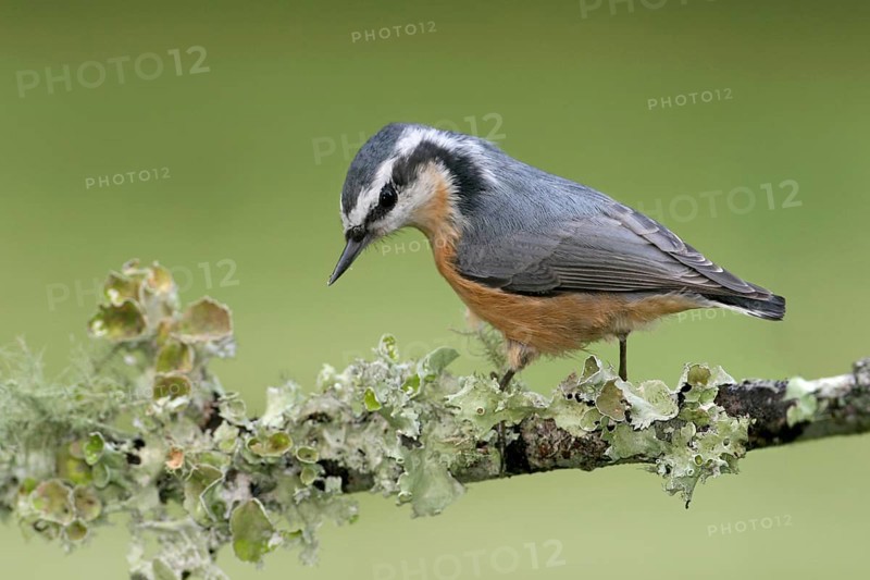 Red-breasted Nuthatch (Sitta canadensis), Ohio, USA, North America