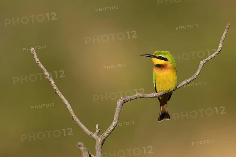 Dwergbijeneterzittend op tak, Little Bee-eater on pearch