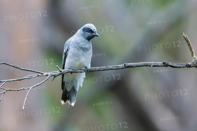 Black-faced Cuckooshrike (Coracina novaehollandiae) juvenile perched on a branch, Victoria, Australia, Oceania