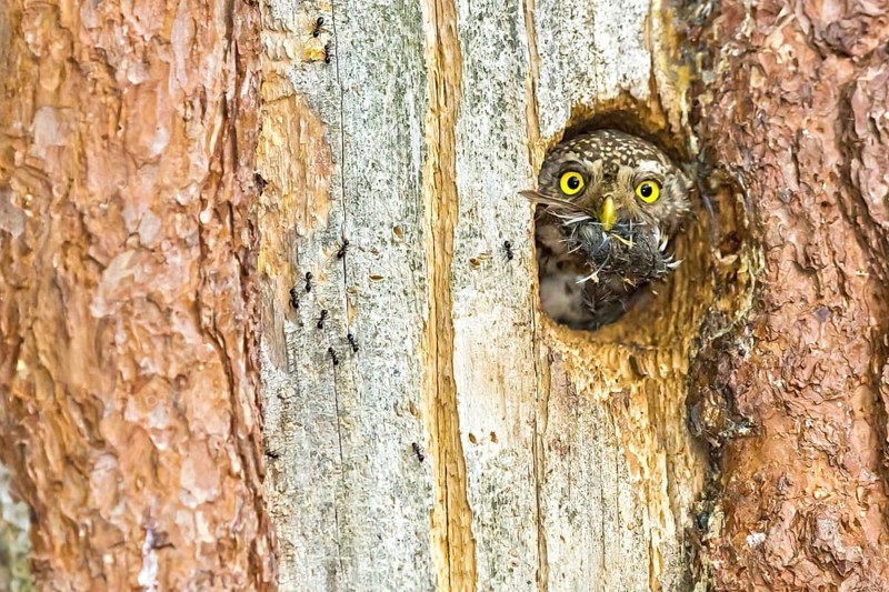 Eurasian Pygmy Owl (Glaucidium passerinum) female looking out of breeding cavity looking out of breeding cavity with pellet in beak, Bavaria, Germany, Europe