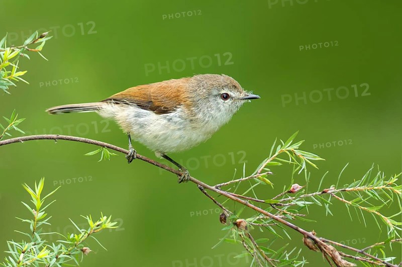 Brown Gerygone (Gerygone mouki), Victoria, Australia, Oceania
