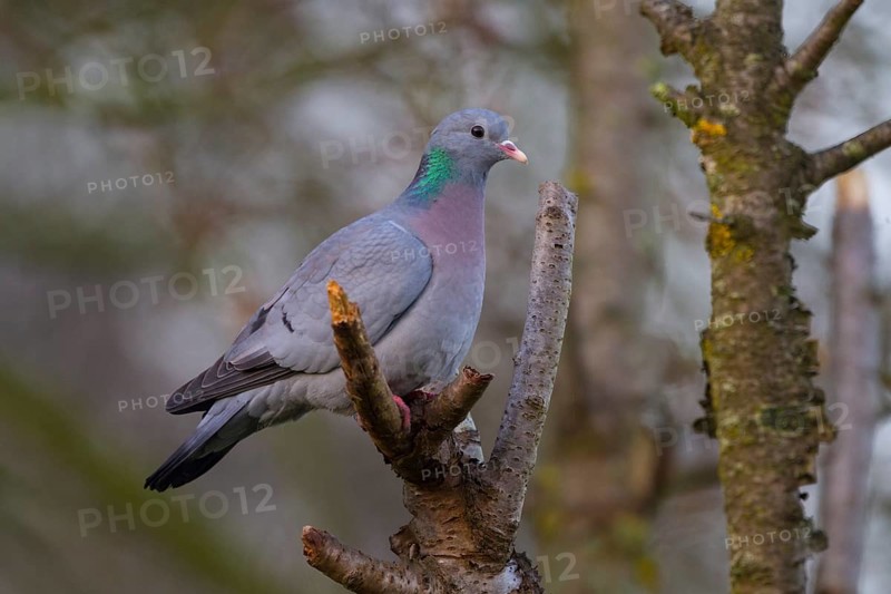 Stock Dove (Columba oenas), North Rhine-Westphalia, Germany, Europe