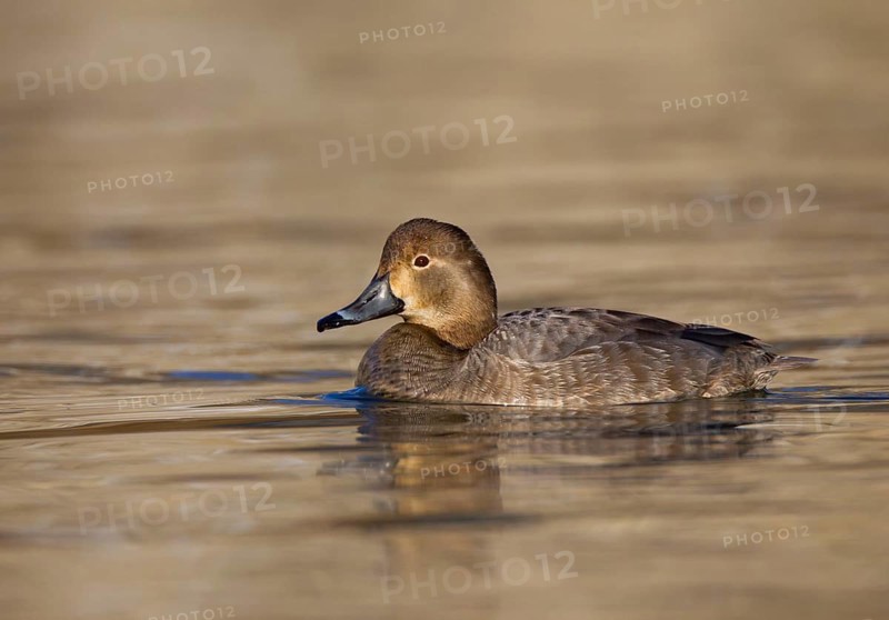Redhead (Aythya americana) female, Ohio, USA, North America