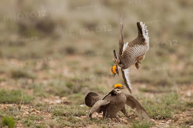 Lesser Prairie Chicken (Tympanuchus pallidicinctus) male, New Mexico, USA, North America