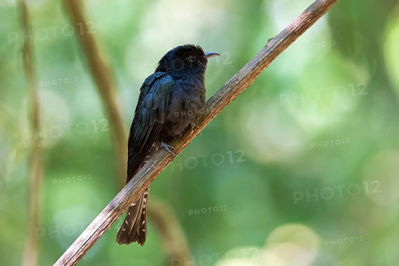 Square-tailed Drongo-Cuckoo (Surniculus lugubris) perched on a branch, Di Linh, Vietnam, Asia